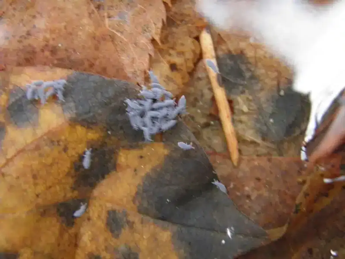 Cluster of springtails on decaying organic matter