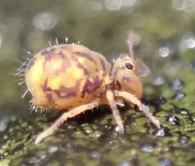 Springtails