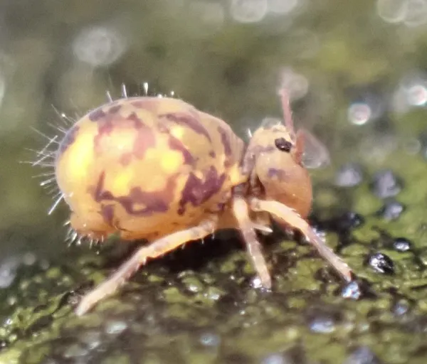 Close-up of a globular springtail showing its round body and distinctive yellow-brown coloring
