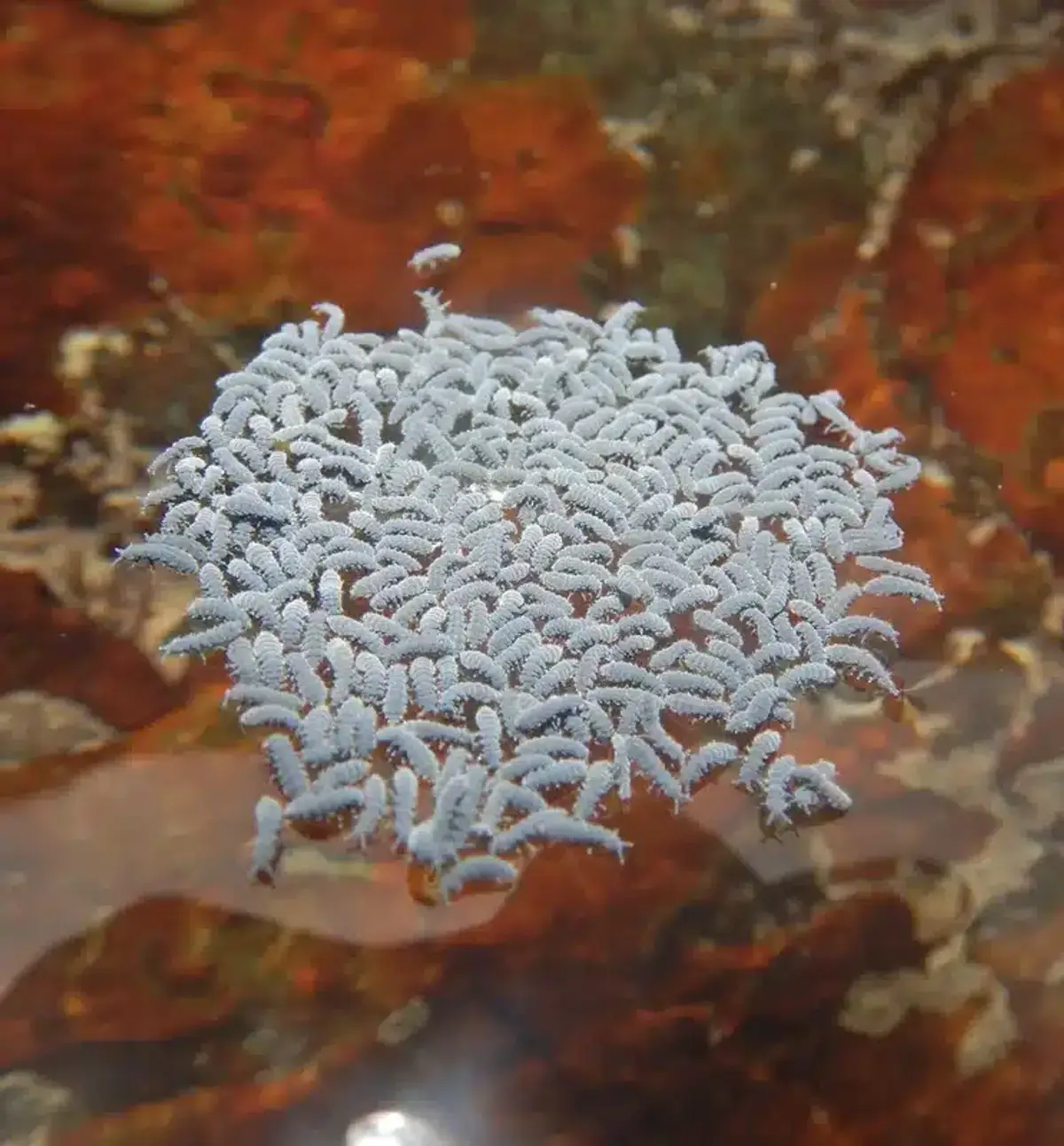 Large cluster of springtails floating on water surface