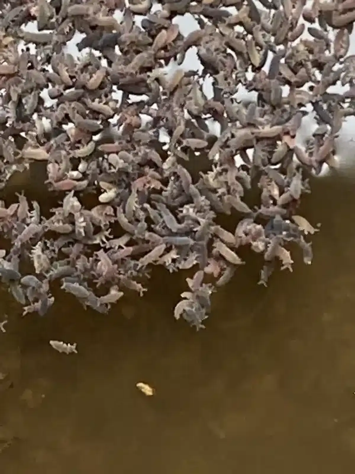 Springtails gathered on moist surface in natural setting