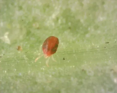 Close-up of a spruce spider mite centered on a green leaf showing its reddish-brown oval body and eight legs