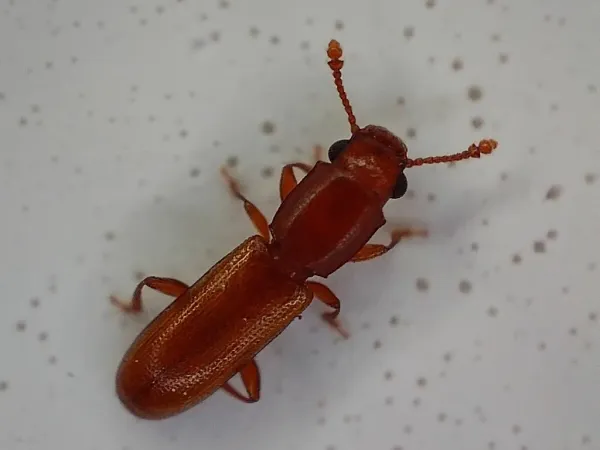 Square-necked grain beetle seen from above showing its reddish-brown body, beaded antennae, and smooth-sided, nearly square thorax
