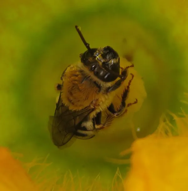 Squash bee inside a yellow squash blossom showing characteristic striped abdomen