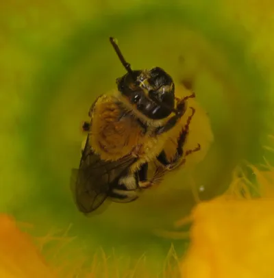Squash bee inside a yellow squash blossom showing characteristic striped abdomen