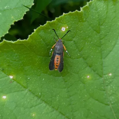 Top-down view of an adult squash vine borer moth resting on a green leaf showing its metallic dark wings and orange abdomen