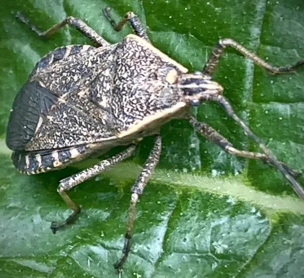 Close-up of an adult squash bug on a green leaf showing its shield-shaped body and mottled brown coloring