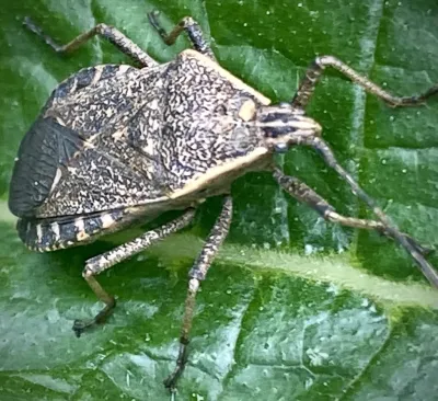 Squash Bugs