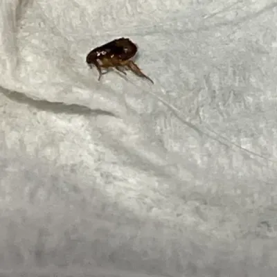 Close-up of a squirrel flea showing its dark brown body and distinctive shape on a white background