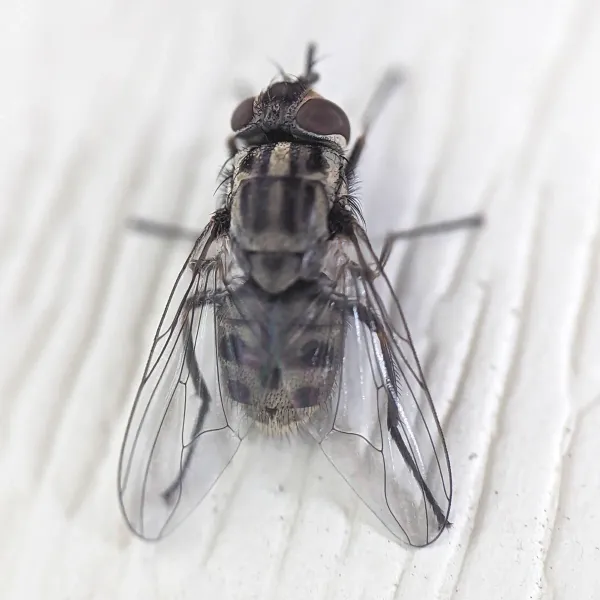 Top-down view of a stable fly showing gray body with dark stripes and characteristic wing pattern