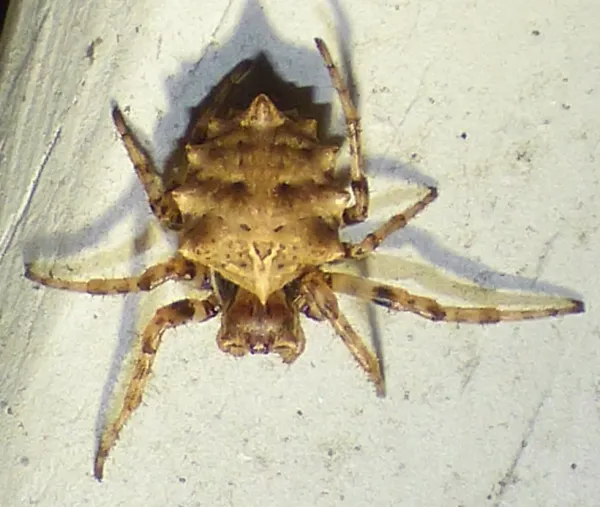 Star-bellied orbweaver seen from above on a pale wall, showing the ring of short spines around its tan abdomen and banded legs