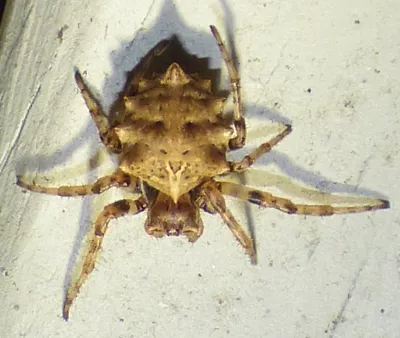 Star-bellied orbweaver seen from above on a pale wall, showing the ring of short spines around its tan abdomen and banded legs