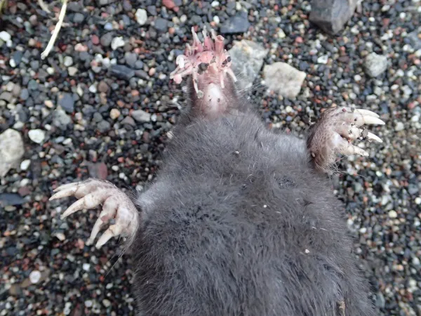 Close-up of a star-nosed mole showing its distinctive star-shaped nose with 22 pink tentacles