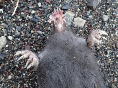 Close-up of a star-nosed mole showing its distinctive star-shaped nose with 22 pink tentacles