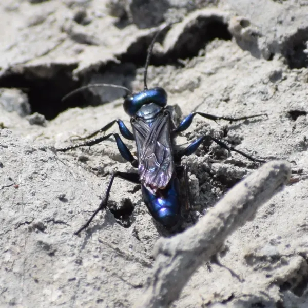 Steel-blue cricket hunter wasp viewed from above at its burrow entrance, showing metallic blue body and smoky wings