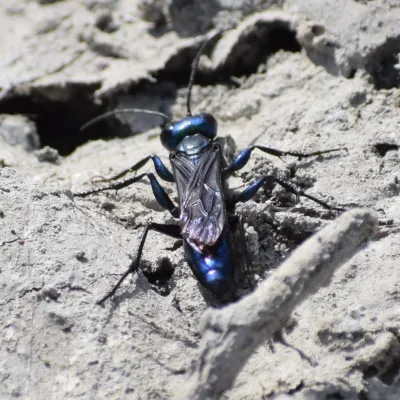 Steel-Blue Cricket Hunters