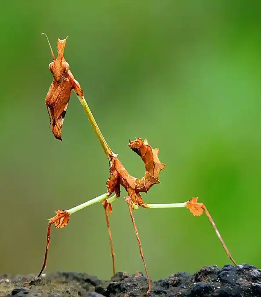 Stick insect mimicking a branch