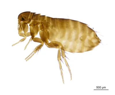 Side view of a sticktight flea showing its characteristic body shape and angular head