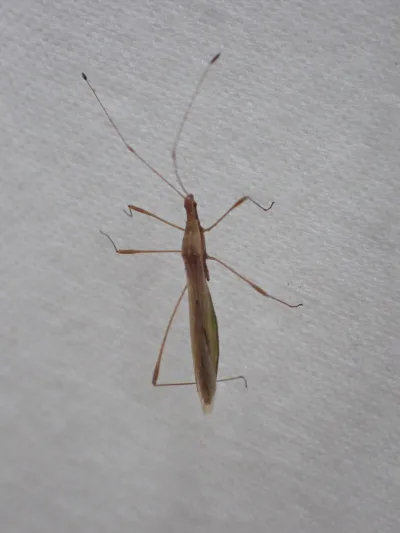 Top-down view of a stilt bug showing its elongated body and characteristic long thin legs