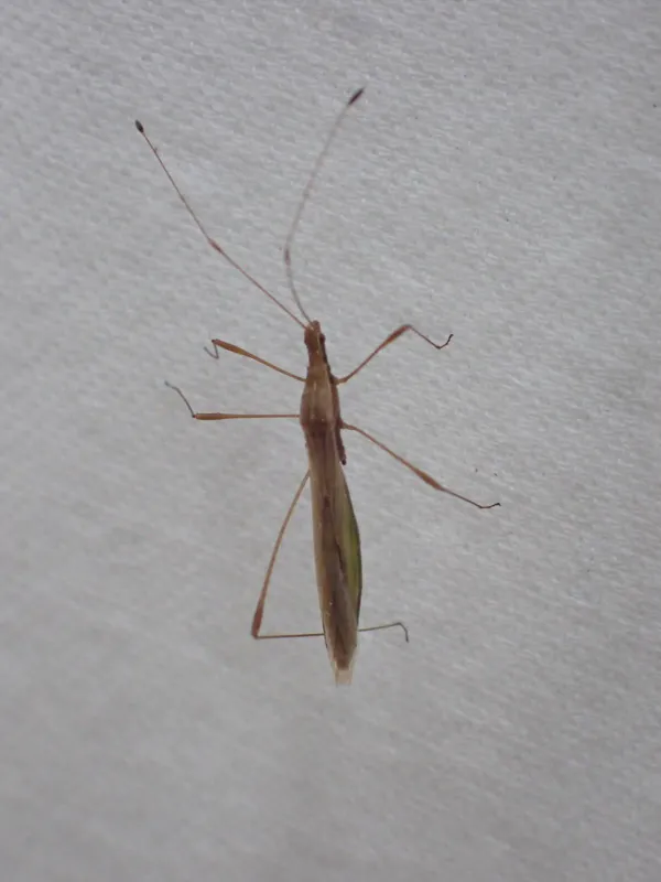 Top-down view of a stilt bug showing its elongated body and characteristic long thin legs