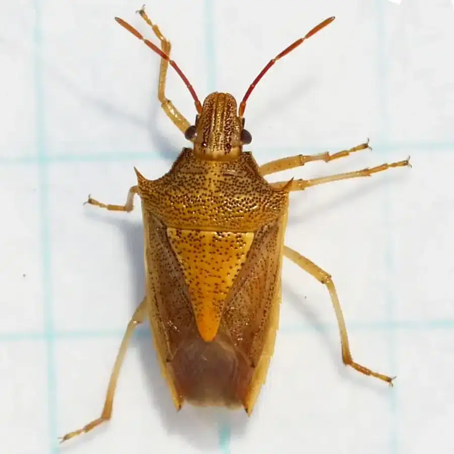 Close-up of a brown stink bug