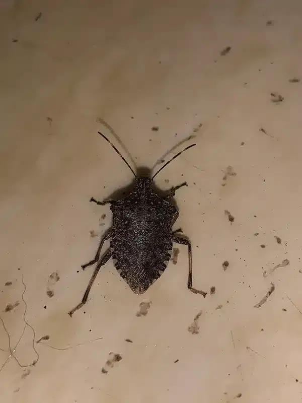 Stink Bug vs Bed Bug: Key Differences for VA & MD Homeowners