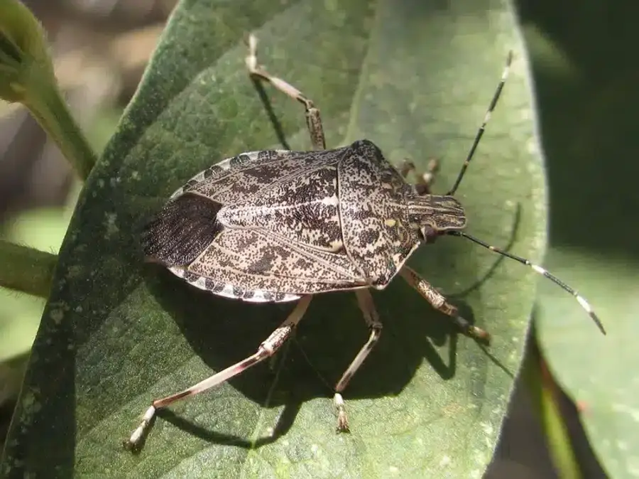 Stink bug on a green leaf