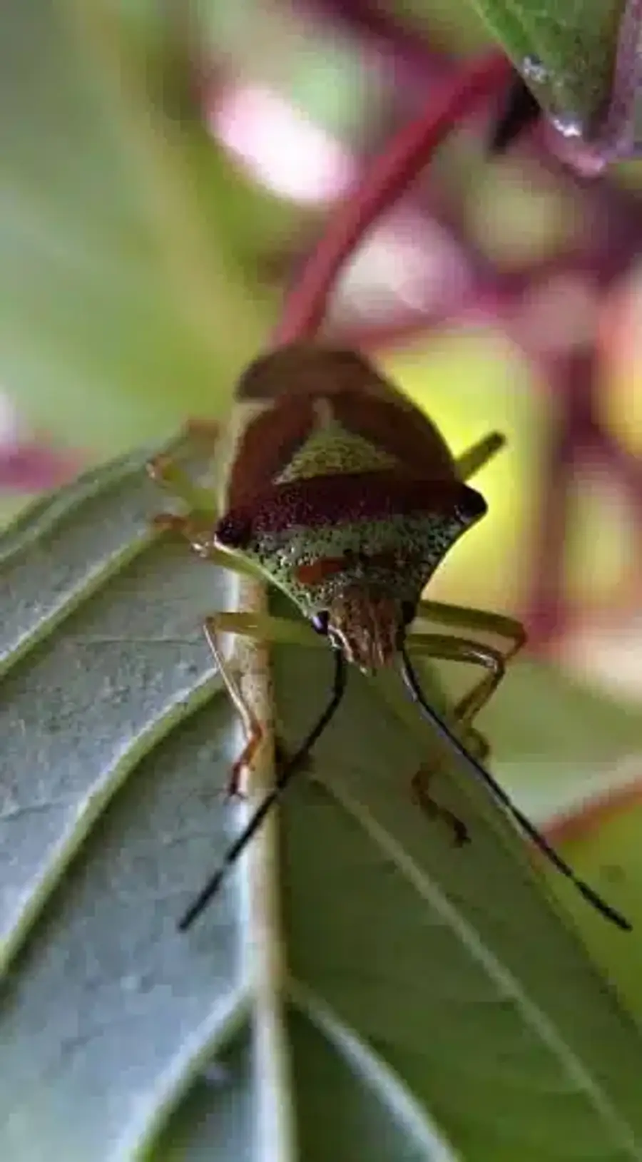 Close-up of a stink bug on a leaf