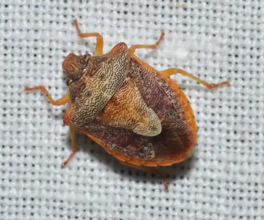 Stink bug resting on fabric