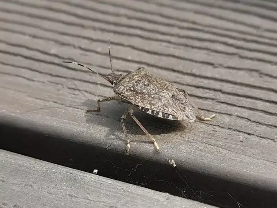 Side view of stink bug showing body structure
