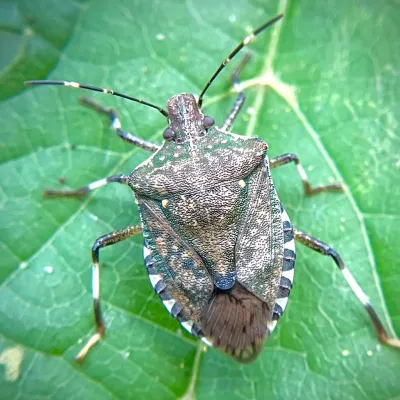 Brown marmorated stink bug showing its characteristic shield-shaped body on a green leaf