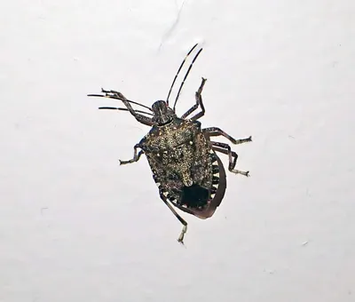 Brown marmorated stink bug showing its shield-shaped body