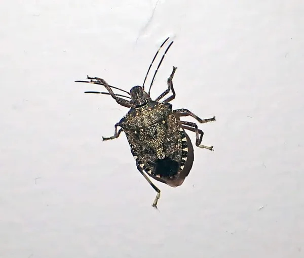 Brown marmorated stink bug showing its shield-shaped body