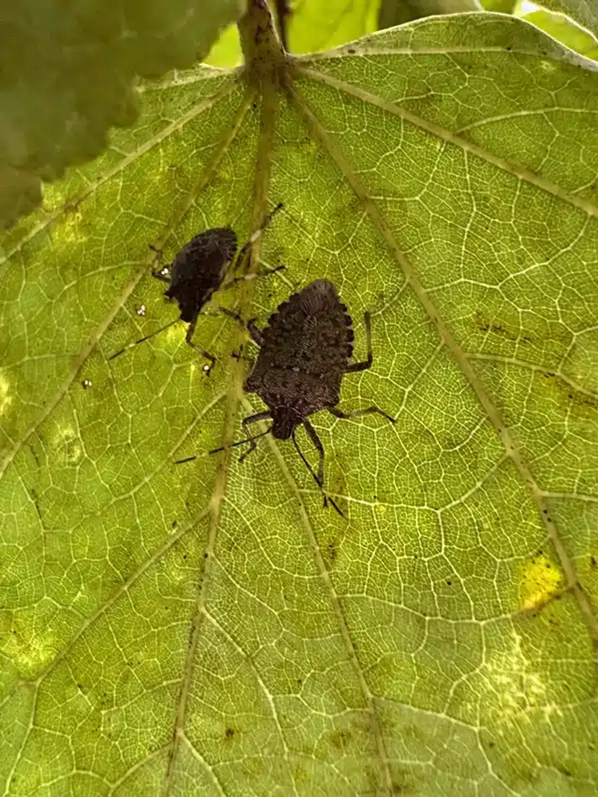 Stink bugs on leaf in natural habitat