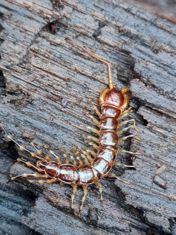 Stone centipede showing chestnut-brown body with all 15 pairs of legs visible on weathered wood