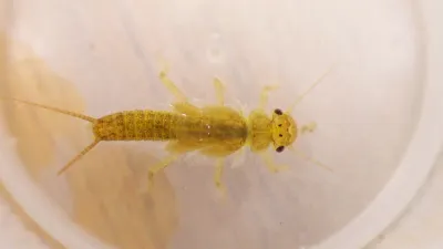 Stonefly nymph showing its flattened body and two tail-like cerci