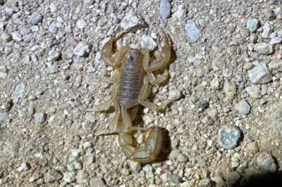 Top-down view of a stripe-tailed scorpion on gravel with pincers spread showing its tan body and robust tail