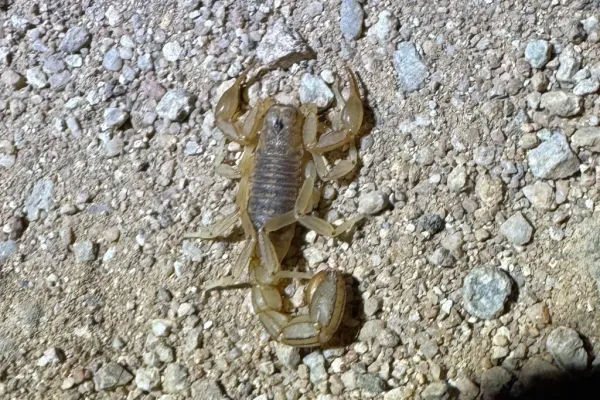 Top-down view of a stripe-tailed scorpion on gravel with pincers spread showing its tan body and robust tail