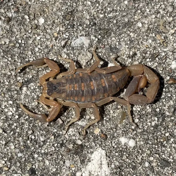 Top-down view of a striped bark scorpion on concrete showing its tan body and dark dorsal stripes