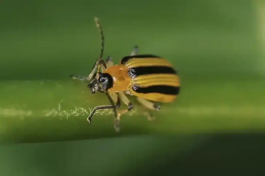 Single cucumber beetle macro photograph
