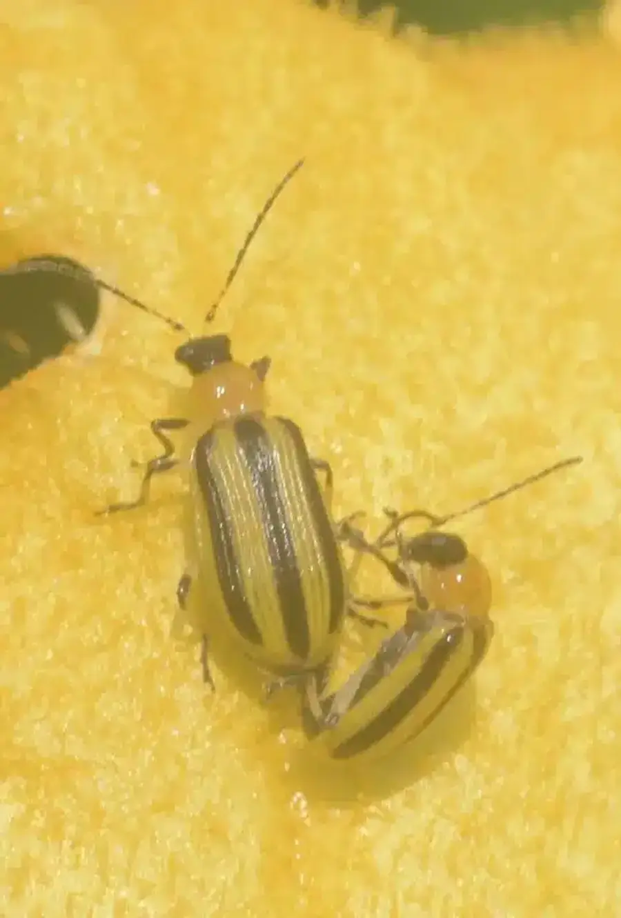 Striped cucumber beetles showing yellow and black pattern