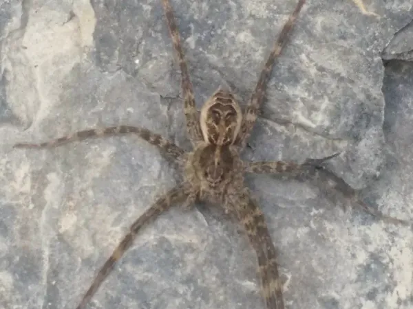 Striped fishing spider viewed from above on a gray rock, showing pale W-shaped bands on its abdomen and long ringed legs