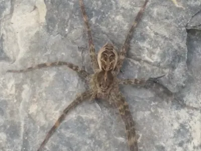 Striped Fishing Spider