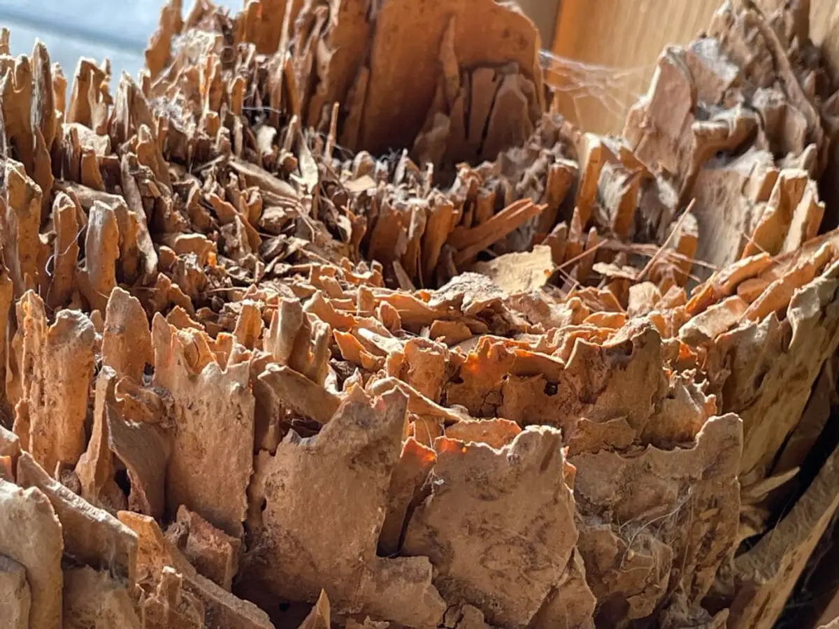 Old termite damage in a structural beam, with thin layers of wood left standing and dried mud coating them