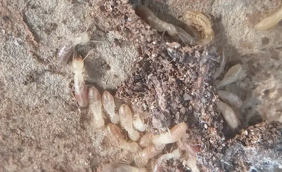 Pale-bodied termites under bark showing straight antennae
