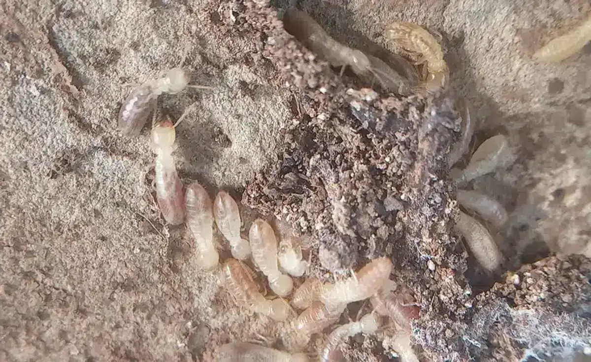 A close-up of subterranean termites among soil and decomposing wood