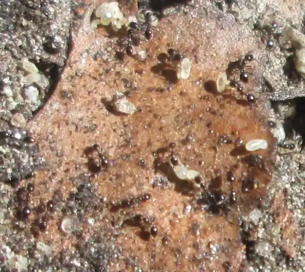 Sugar ant colony showing eggs, larvae, and worker ants clustered together