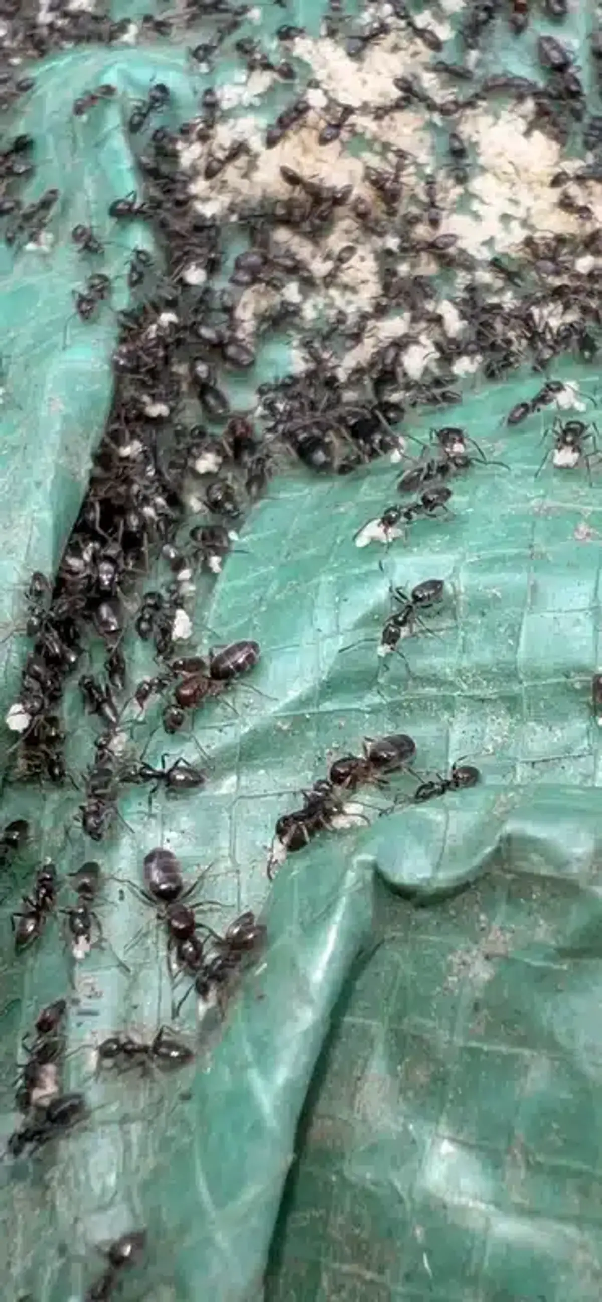 Group of ants showing infestation and colony activity