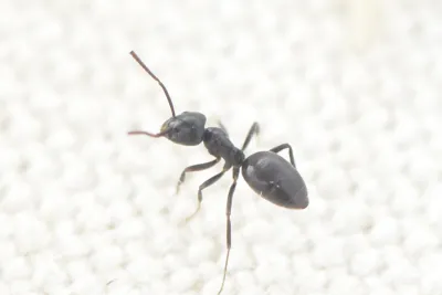 Side profile photograph of an odorous house ant (sugar ant) showing its dark brown body and characteristic single-node waist
