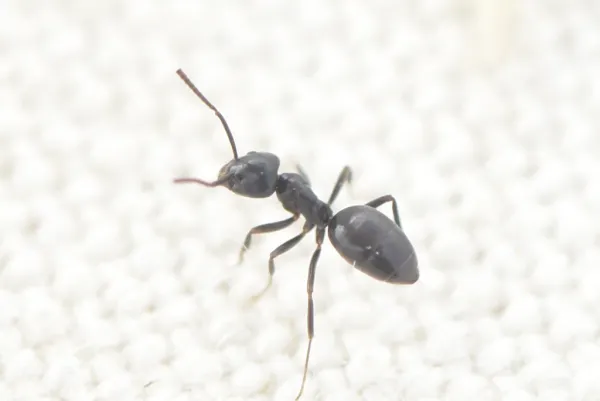 Side profile photograph of an odorous house ant (sugar ant) showing its dark brown body and characteristic single-node waist